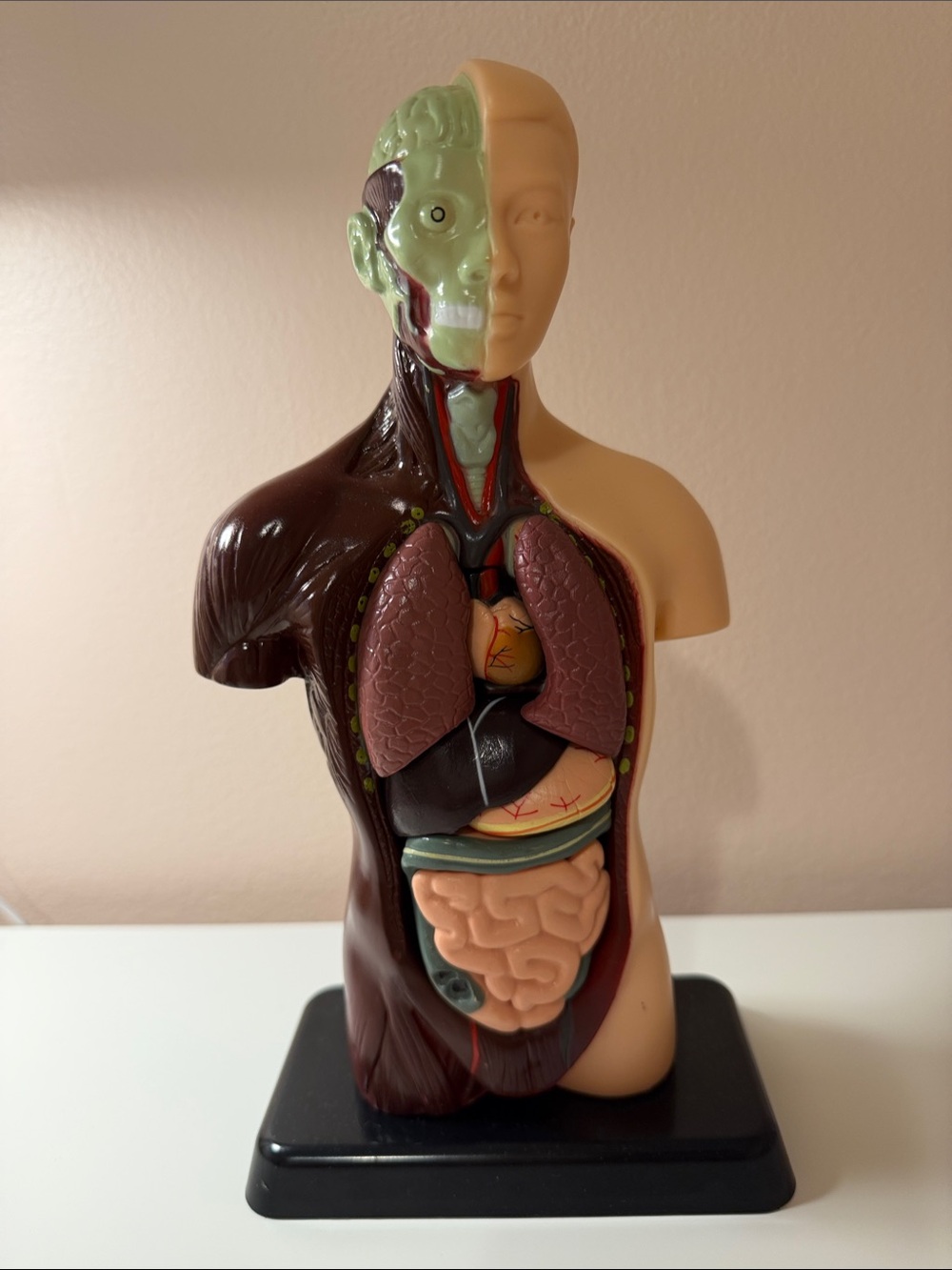 Human Body Model